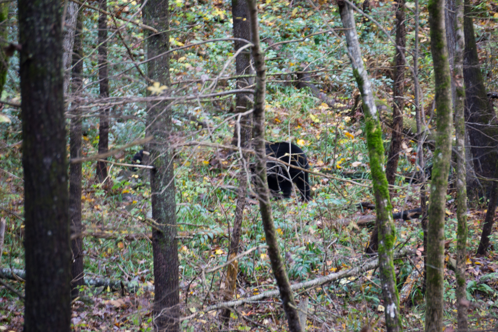 Bigfoot style bear shots of mother and baby. Fast lens change... missed the good shots. :(