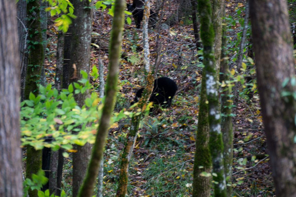 Bigfoot style bear shots of mother and baby. Fast lens change... missed the good shots. :(