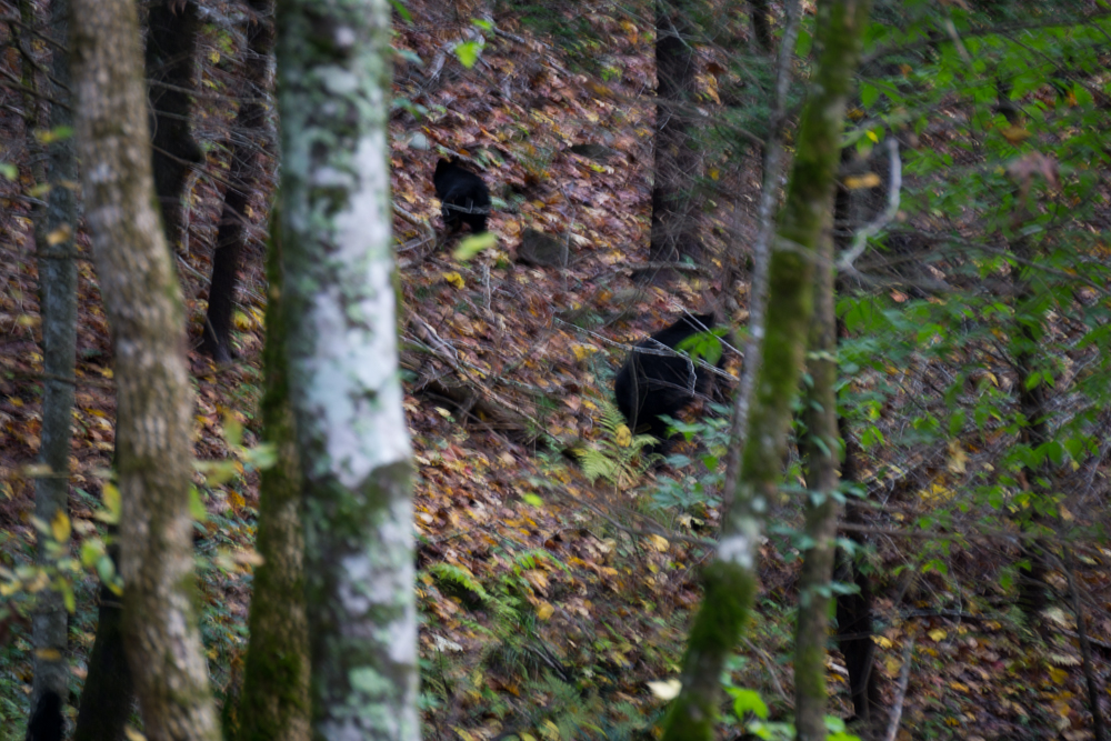 Bigfoot style bear shots of mother and baby. Fast lens change... missed the good shots. :(